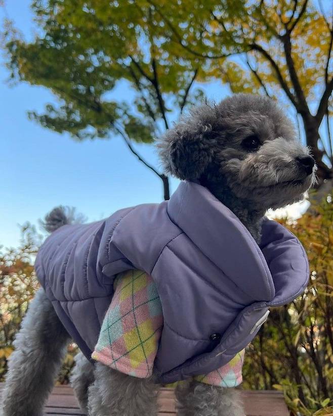 [서울=뉴시스] 태연 반려견 제로. (사진=제로 인스타그램 캡처) 2024.10.12. photo@newsis.com  *재판매 및 DB 금지