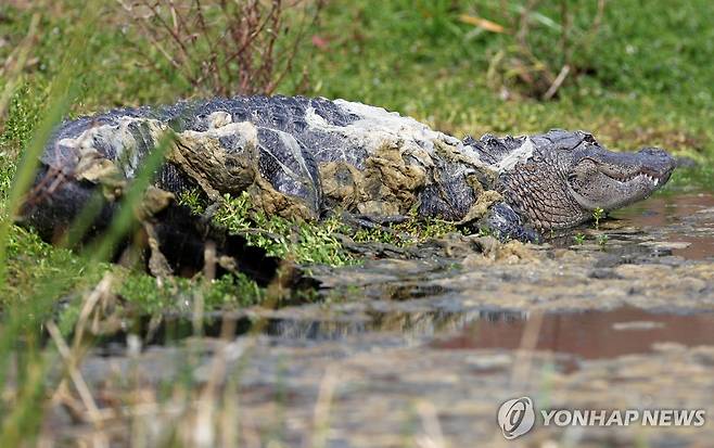 미 플로리다주 골프장의 악어. 기사 내용과 직접 관련 없음. [AFP 연합뉴스. 재판매 및 DB 금지]