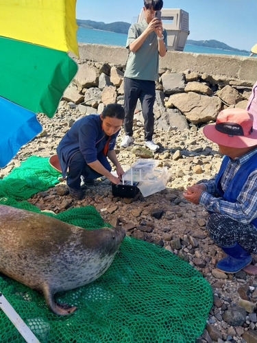 서산서 발견된 점박이물범 [서산시 제공. 재판매 및 DB금지]