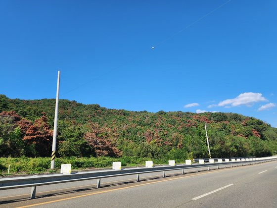 10일 경북 고령군 다산면 월성리 한 도로에서 바라본 야산에 소나무재선충병에 감염돼 말라죽은 소나무가 다수 관측되고 있다. 김정석 기자