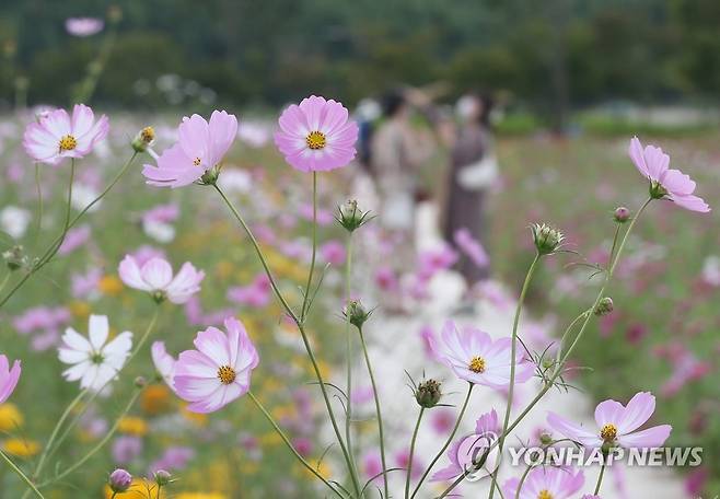 태화강 국가정원에 핀 코스모스 [연합뉴스 자료사진]