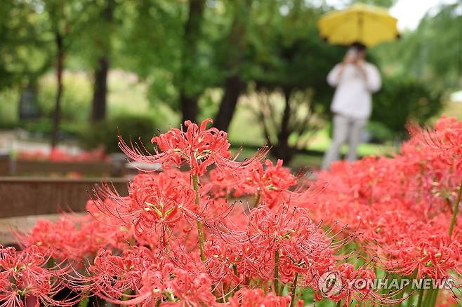 가을비 젖은 꽃무릇 (대전=연합뉴스) 강수환 기자 = 개천절인 3일 오후 비가 내리는 대전 서구 한밭수목원에서 한 시민이 꽃무릇을 구경하고 있다. 2024.10.3 swan@yna.co.kr