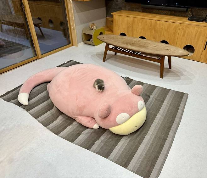 생후 한달된 고양이 식빵굽기