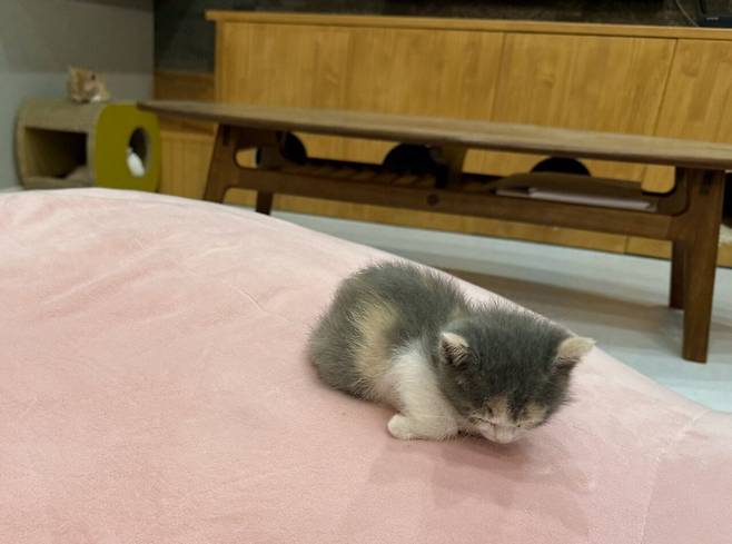 생후 한달된 고양이 식빵굽기