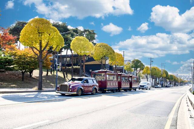 은행나무를 둥근 모양으로 테마 전지한 창룡대로. 수원특례시 제공