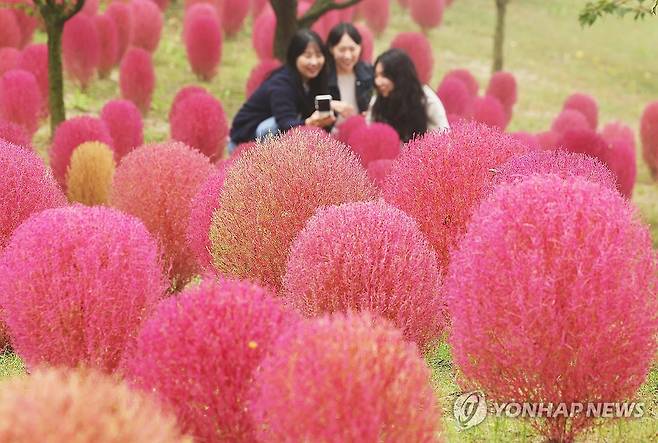 깊어가는 가을 (용인=연합뉴스) 홍기원 기자 = 완연한 가을 날씨를 보인 11일 오전 경기도 용인시 에버랜드 하늘정원길에 댑싸리가 붉게 물들어 있다. 2024.10.11 xanadu@yna.co.kr