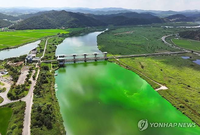 폭염 속 초록빛 녹조 확산한 영산강 죽산보 [연합뉴스 자료사진]