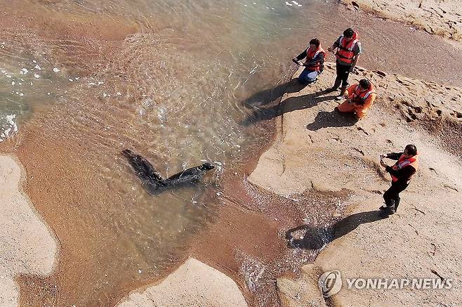 점박이물범 한 쌍, 가로림만으로 (홍성=연합뉴스) 충남도와 국립해양생물자원관 관계자들이 16일 가로림만 벌말선착장 인근에서 강원도 앞바다에서 구조한 점박이물범 암수 한 쌍을 방류하고 있다. 2024.10.16 [충남도 제공. 재판매 및 DB 금지] soyun@yna.co.kr