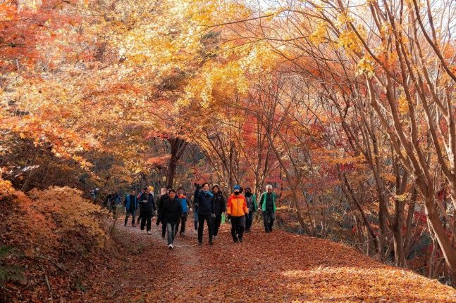 백룡산 숲길. ⓒ 영암군