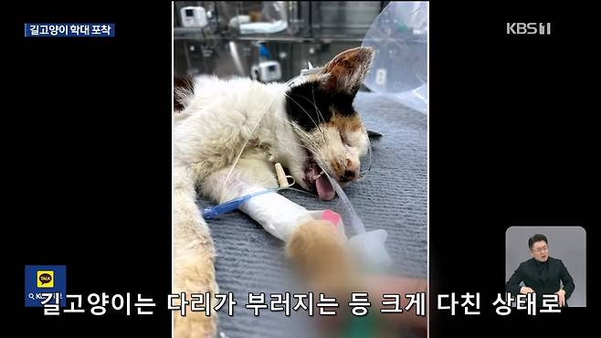 Internet_20241017_004922_11.jpeg ‘시각장애 묘’ 때리고 아기 고양이 납치…CCTV에 학대 포착