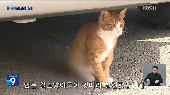 Internet_20241017_004922_19.jpeg ‘시각장애 묘’ 때리고 아기 고양이 납치…CCTV에 학대 포착