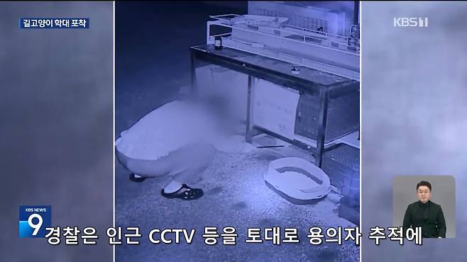 Internet_20241017_004922_20.jpeg ‘시각장애 묘’ 때리고 아기 고양이 납치…CCTV에 학대 포착