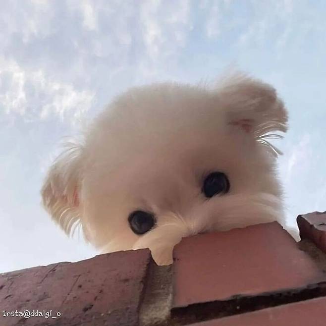 IMG_4724.jpeg 주인보고 반가워하는 말티즈