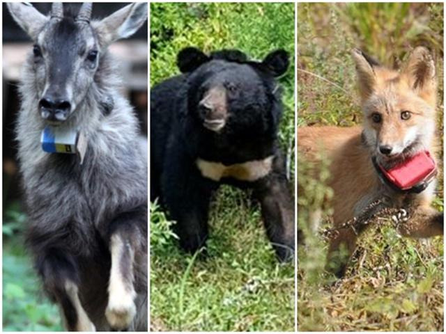 위치추적기를 달고 야생에 방사되는 산양(왼쪽부터) 반달가슴곰 KM-53, 여우. 양구군, 국립공원공단 제공