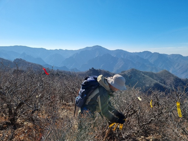 설악산국립공원 관계자가 출입금지구역 내 불법적으로 설치된 산악회 리본을 제거하고 있다. 설악산국립공원