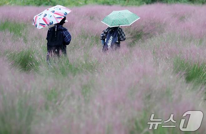 부산 강서구 대저생태공원에서 우산을 쓴 시민들이 핑크뮬리를 둘러보고 있다. 2024.9.20/뉴스1 ⓒ News1 윤일지 기자