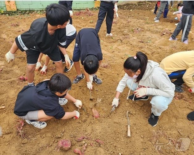 진도서초 학생들이 직접 기른 고구마를 수확하고 있다.(전남교육청 제공)/뉴스1