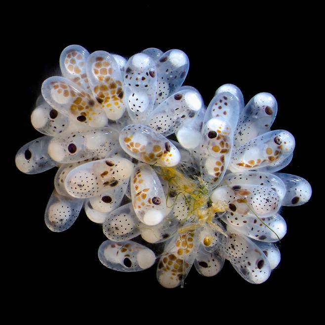 니콘스몰월드 5위 ‘문어알’. 3배율. Thomas Barlow, Connor Gibbons/Nikon Small World