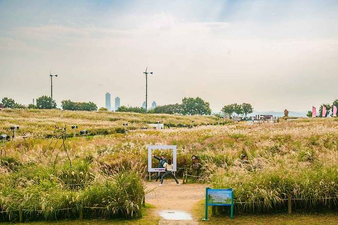 The silver grass of Haneul Park in Mapo-gu, western Seoul (Korea Tourism Organization)