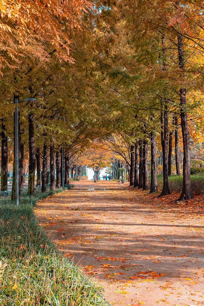 Fall foliage at Seoul Forest's Metasequoia trail in Seongdong-gu, eastern Seoul (Korea Tourism Organization)