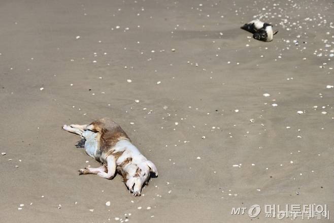 (산호세두노르테 로이터=뉴스1) 정지윤 기자 = 11월21일(현지시간) 브라질에 조류독감이 창궐하는 가운데 남부 산호세두노르테 지역 해안가에 돼지와 펭귄의 시체가 보인다. 2023.11.21   ⓒ 로이터=뉴스1  Copyright (C) 뉴스1. All rights reserved. 무단 전재 및 재배포,  AI학습 이용 금지. /사진=(산호세두노르테 로이터=뉴스1) 정지윤 기자