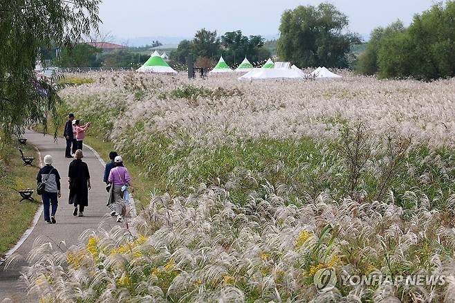 광주서창억새축제 즐기는 시민들 (광주=연합뉴스) 조남수 기자 = 17일 광주 서구 서창동 영산강 둔치에서 열린 제9회 광주서창억새축제에서 시민들이 억새 숲길을 거닐며 가을 정취를 즐기고 있다. 2024.10.17 iso64@yna.co.kr