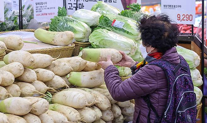 김장철을 약 2주 앞둔 가운데 배추, 무 등 김장 채소 가격이 1년 전보다 높은 수준으로 나타난 20일 서울 시내 한 대형마트에서 시민이 배추와 무 등 채소를 고르고 있다. 연합뉴스