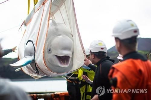 아이슬란드 고래 바다쉼터 도착한 벨루가 '리틀 그레이' [이미지출처=연합뉴스]