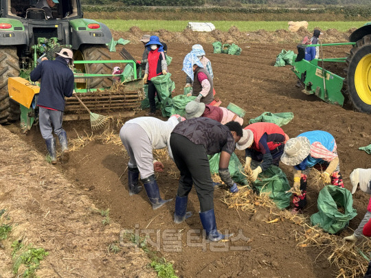 노동자들이 지난 17일 KGC인삼공사에 인삼을 공급하는 강원도 철원군 일대 인삼밭에서 수확 작업을 하고 있다.