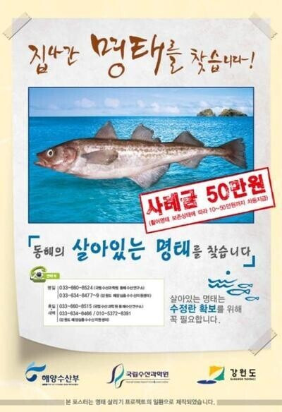 2014년 해양수산부의 국산명채 되살리기 프로젝트 포스터. 해양수산부 제공