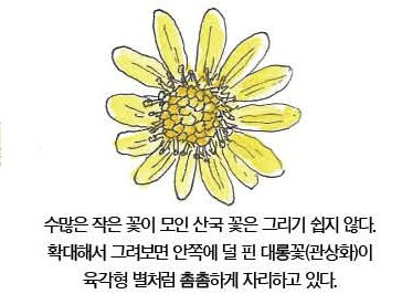 우리 주변 식물들의 비밀 이야기 55 가을 국화