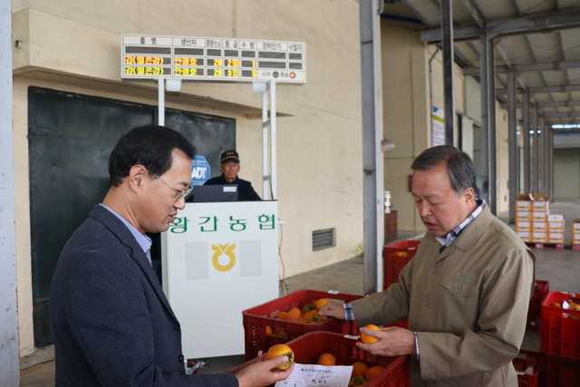 박동헌 충북 영동 황간농협 조합장(오른쪽)이 강대영 NH농협 영동군지부장과 전자경매가 한창 진행 중인 감의 품질을 살피며 판매 활성화 방안을 의논하고 있다.