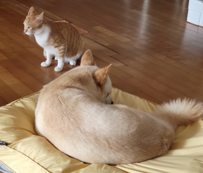 고양이와 개. [매경DB]