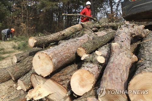 소나무재선충병 감염목 벌목 [연합뉴스 자료사진]