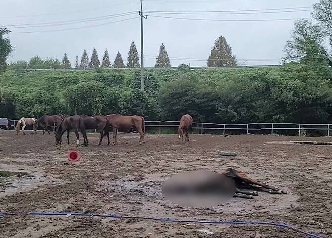 지난 18일 충남 공주의 한 불법 축사에서 갈비뼈가 드러날 정도로 굶주린 채 방치된 말 10여 마리가 발견됐다. 비글구조네트워크 제공