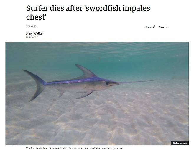 ▲ 인도네시아에서 한 서퍼가 황새치에 가슴을 찔려 사망했다는 BBC의 기사 [BBC 캡처]