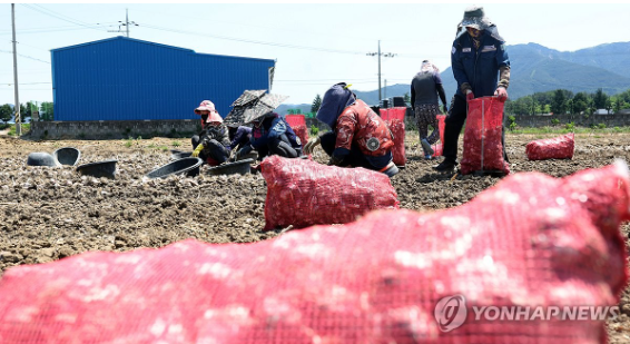 경남 창녕군 대지면 한 마늘 농가에서 외국인 계절 근로자와 한국인 농민이 마늘을 망에 담고 있다. 연합뉴스