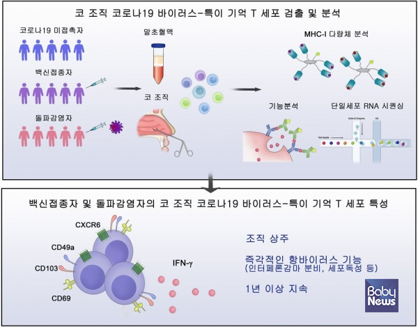 코 조직 코로나19 바이러스-특이 기억 T 세포 검출 및 분석 자료.&nbsp;ⓒ세브란스병원