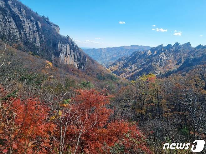 설악산국립공원 한계령 일대에 붉게 단풍이 물들어 가고 있다. ⓒ News1 윤왕근 기자