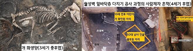 월성 벽내부의 마을(3세기 중후엽) 조성 과정에서 개(犬)를 제물로 바친 흔적이 보였지만, 100여년 뒤 월성의 초축 공사 때 땅을 다지고 사람제사를 지낸 양상이 보였다. 개 제물이 사람 제물로 변한 것이다.|국립경주문화유산연구소 제공