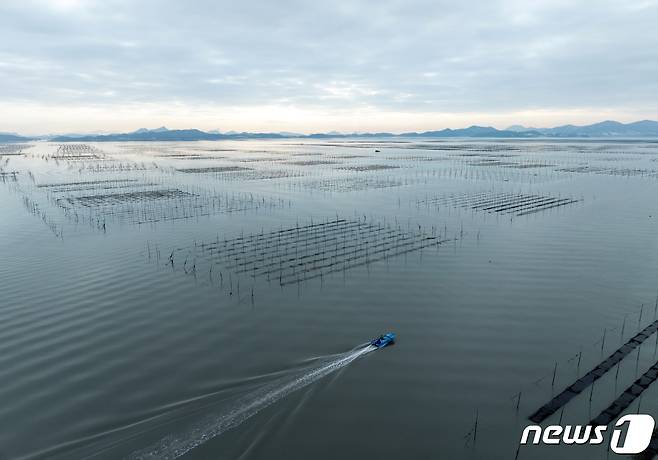 전남 신안군 압해읍 앞바다의 지주식 김양식장.(사진은 기사 내용과 무관함) / 뉴스1 ⓒ News1