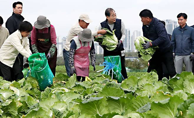 한덕수(오른쪽 셋째) 국무총리와 송미령(왼쪽 첫째) 농림축산식품부 장관이 27일 오전 충남 아산시 배방읍 배추밭을 찾아 농민들과 함께 배추를 수확하고 있다. /뉴스1