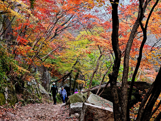 Hikers trek along Mount Bukhan in Goyang, Gyeonggi, which is adorned with vivid autumn foliage, on Sunday. [JOONGANG ILBO]