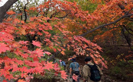 Hikers visit Mount Bukhan in Gangbuk District, northern Seoul, on Sunday, revel in the autumn season as they as they hike the Baegundae trail surrounded by brilliant fall colors. [NEWS1]