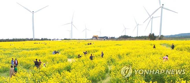 제주유채꽃축제 개막 [연합뉴스 자료사진]