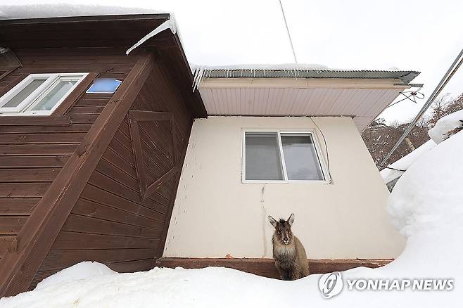 지난 2월 24일 강원 인제군 북면 용대리에서 먹이를 찾지 못해 산에서 내려온 산양이 마을 주변을 두리번거리고 있다. [인제군 제공. 재판매 및 DB 금지]