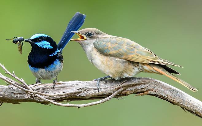 요정 굴뚝새 수컷(왼쪽)이 자신보다 몸집이 큰 청동 뻐꾸기 새끼에게 먹이를 가져다주고 있다. 뻐꾸기는 굴뚝새 둥지에 알을 낳고 양육을 맡기는 탁란을 했다./호주 국립대
