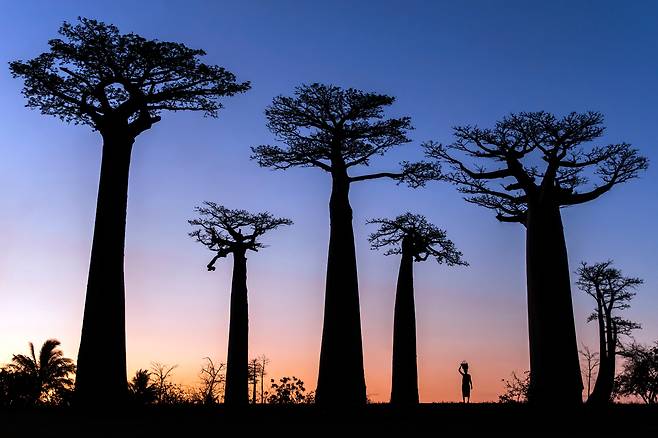 마다가스카르 건조 지대에서 자라는 바오밥나무 군락을 한 여성이 지나고 있다.   /조앤 드 라 말라