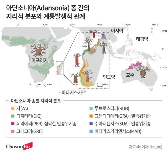 바오밥나무 계통별 지리적 분포