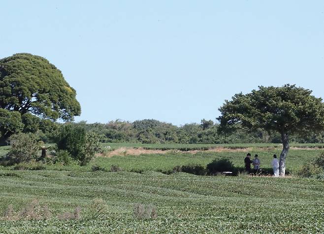 지난해 가을 관광객이 오설록 녹차밭을 찾은 모습. /뉴스1